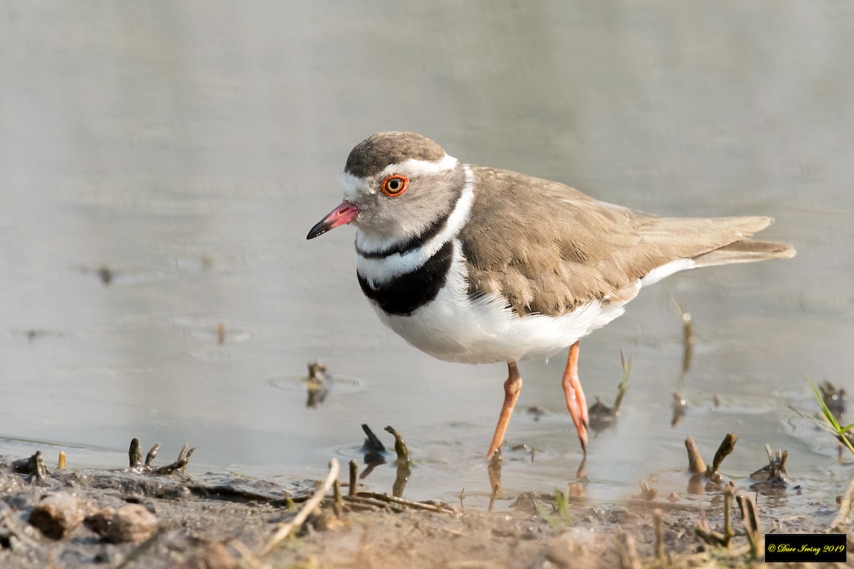 Three-banded Plover - David Irving