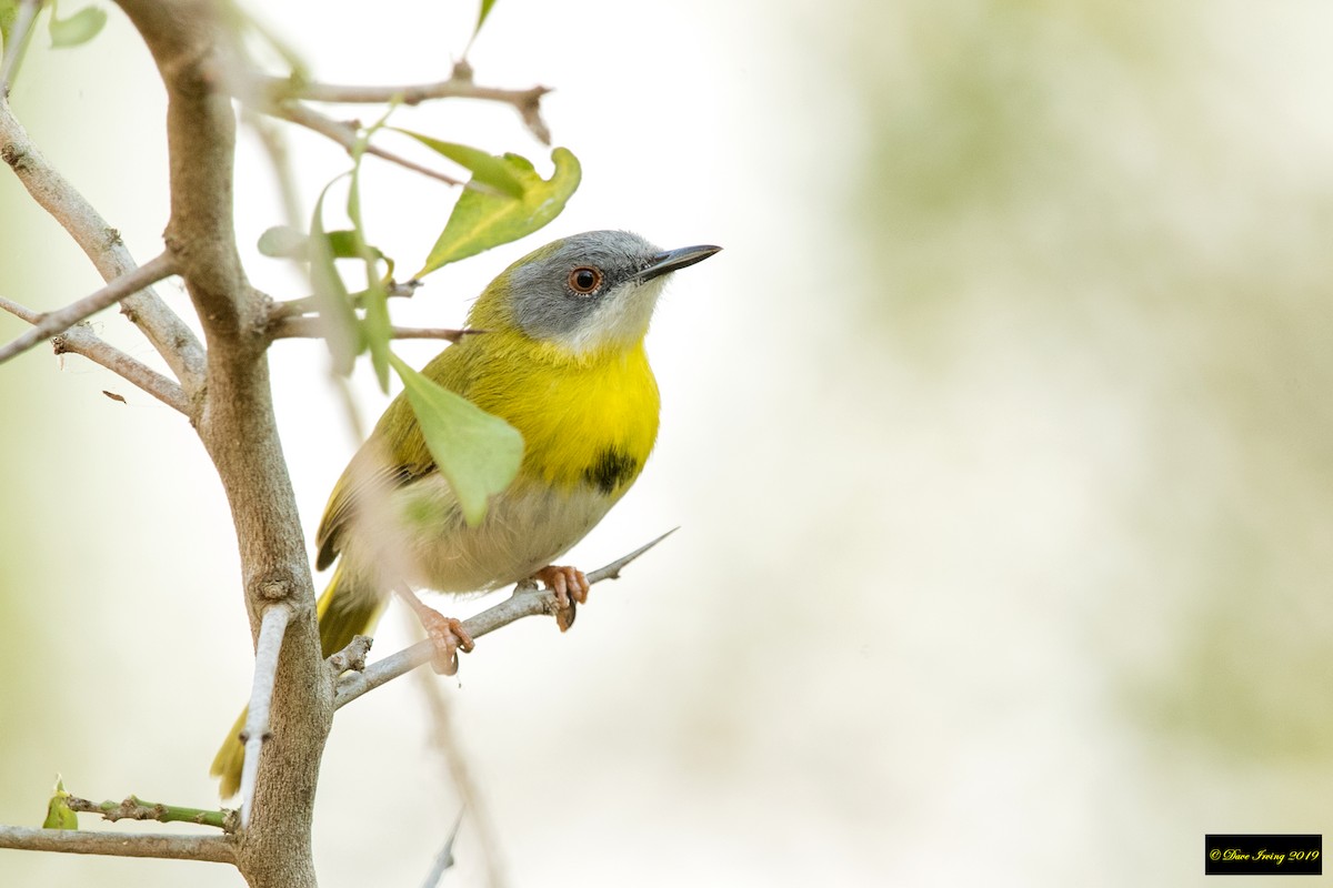 Apalis à gorge jaune - ML172311761