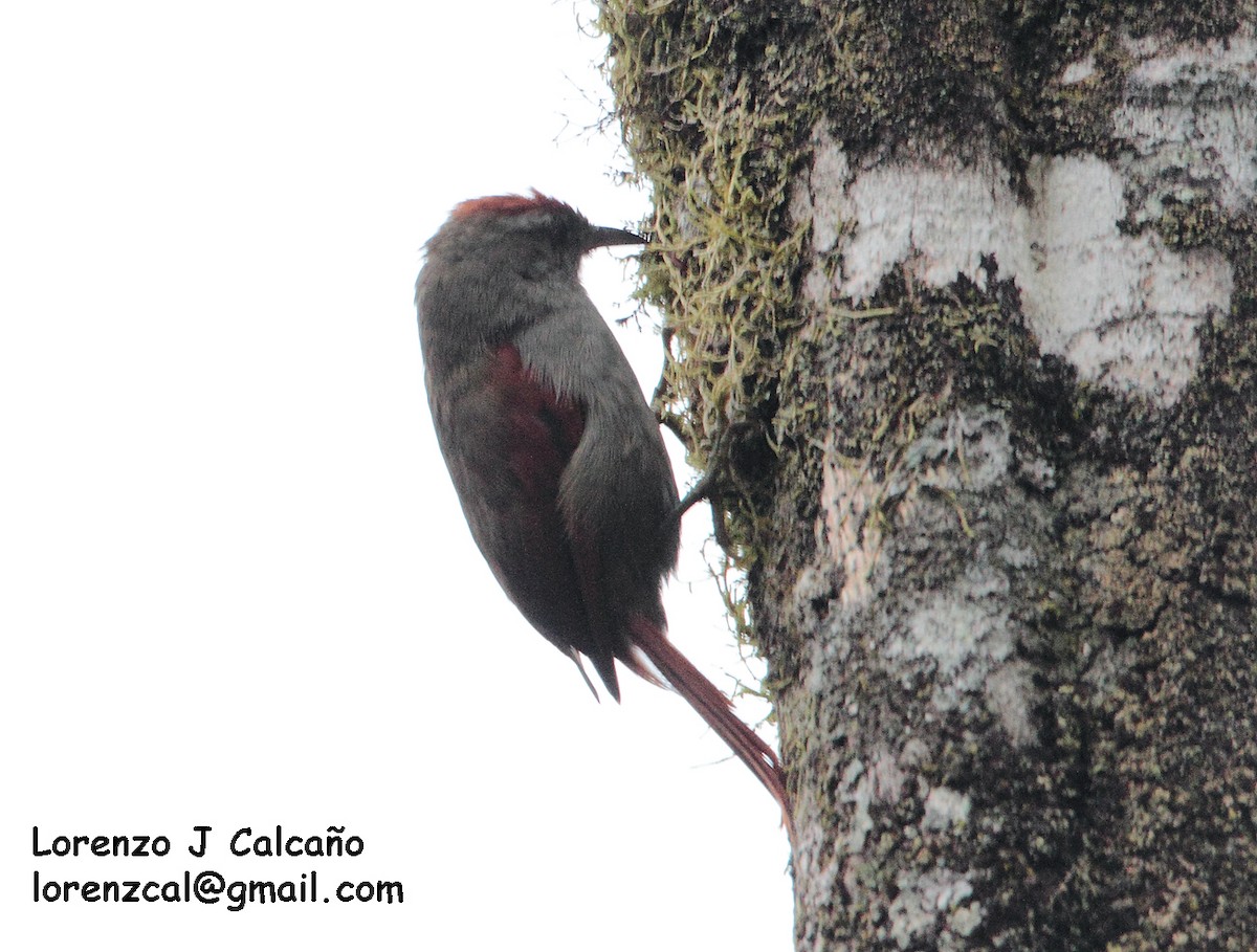 Tepui Spinetail - ML172312111