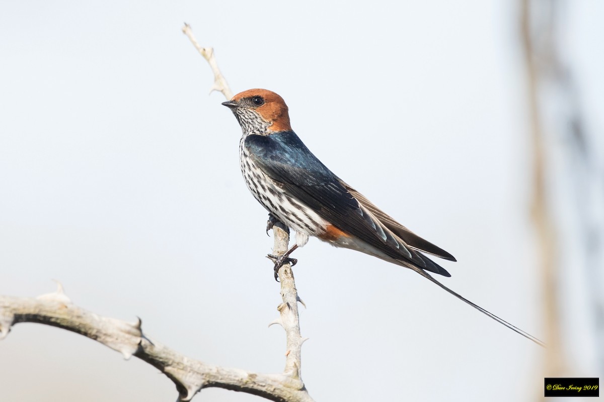 Lesser Striped Swallow - David Irving