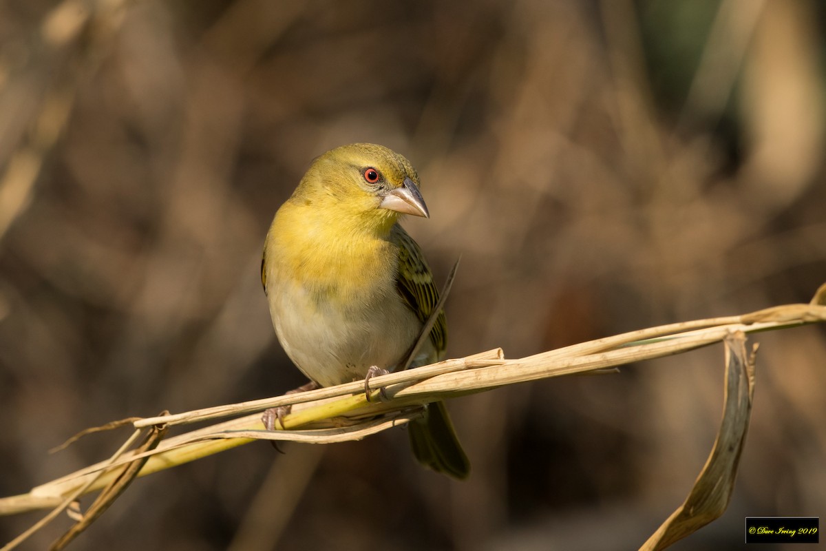 Southern Masked-Weaver - ML172312281