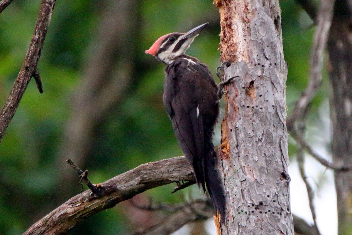 Pileated Woodpecker - ML172313031