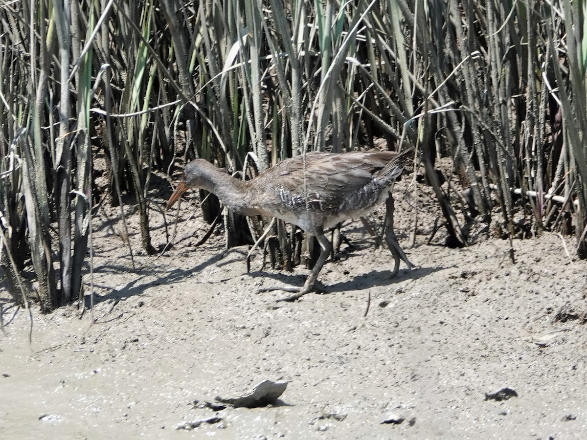 Clapper Rail (Atlantic Coast) - ML172313641