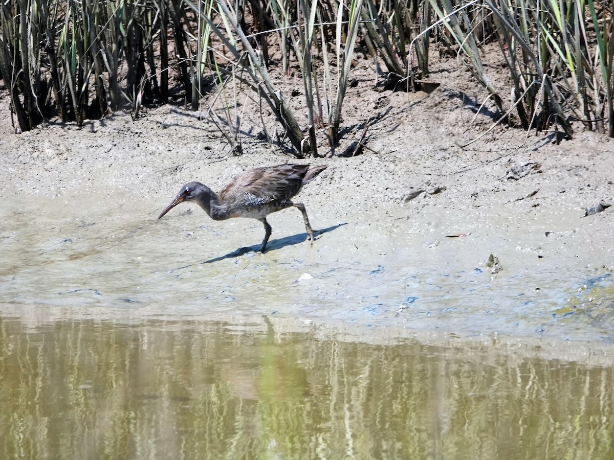 Clapper Rail (Atlantic Coast) - ML172313661