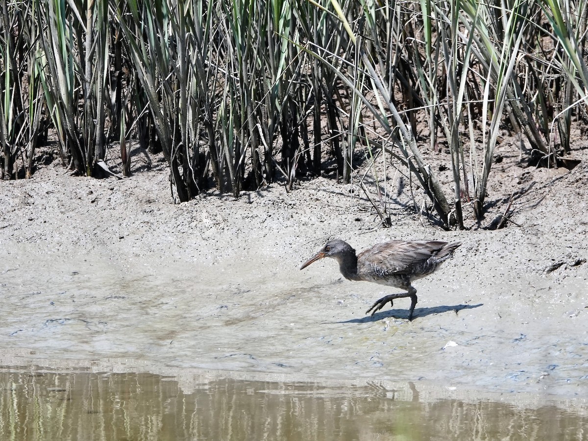 Clapper Rail (Atlantic Coast) - ML172313671