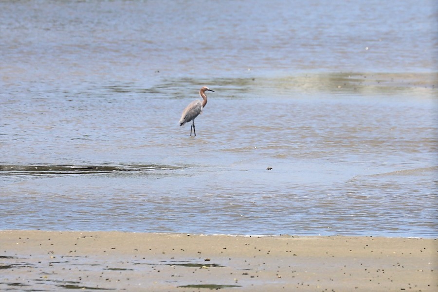 Reddish Egret - Mary Harrell