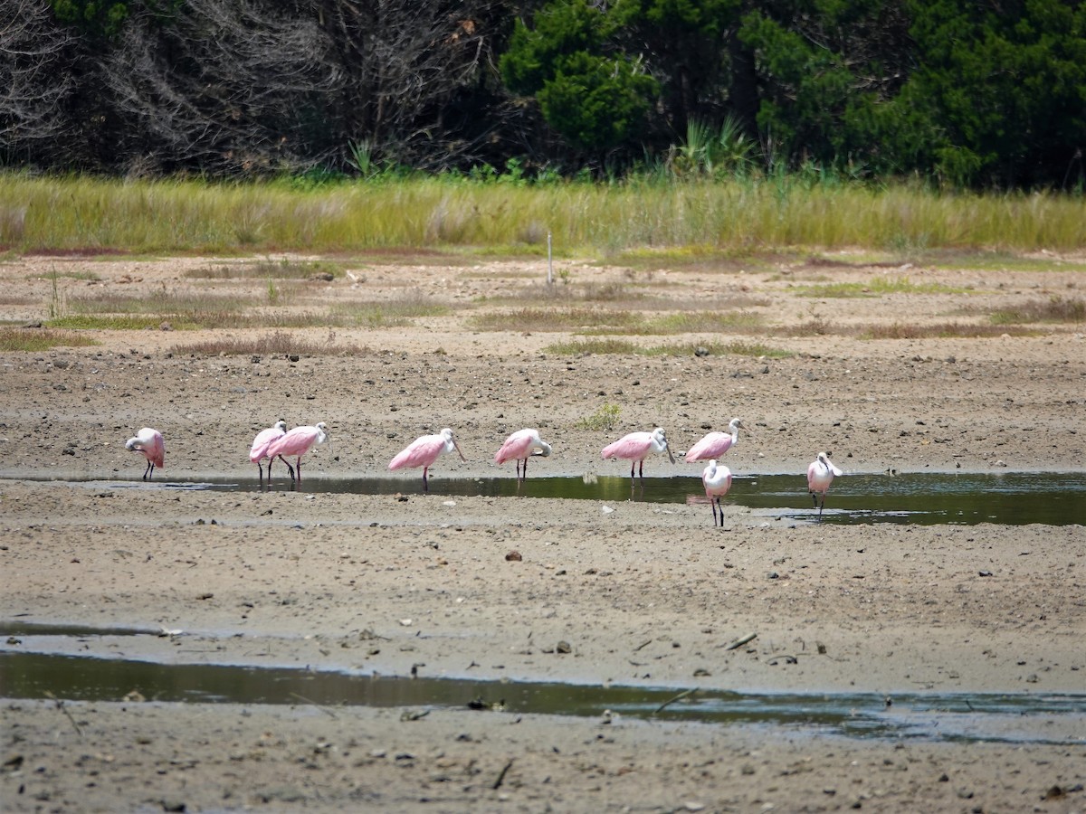 Roseate Spoonbill - ML172314171