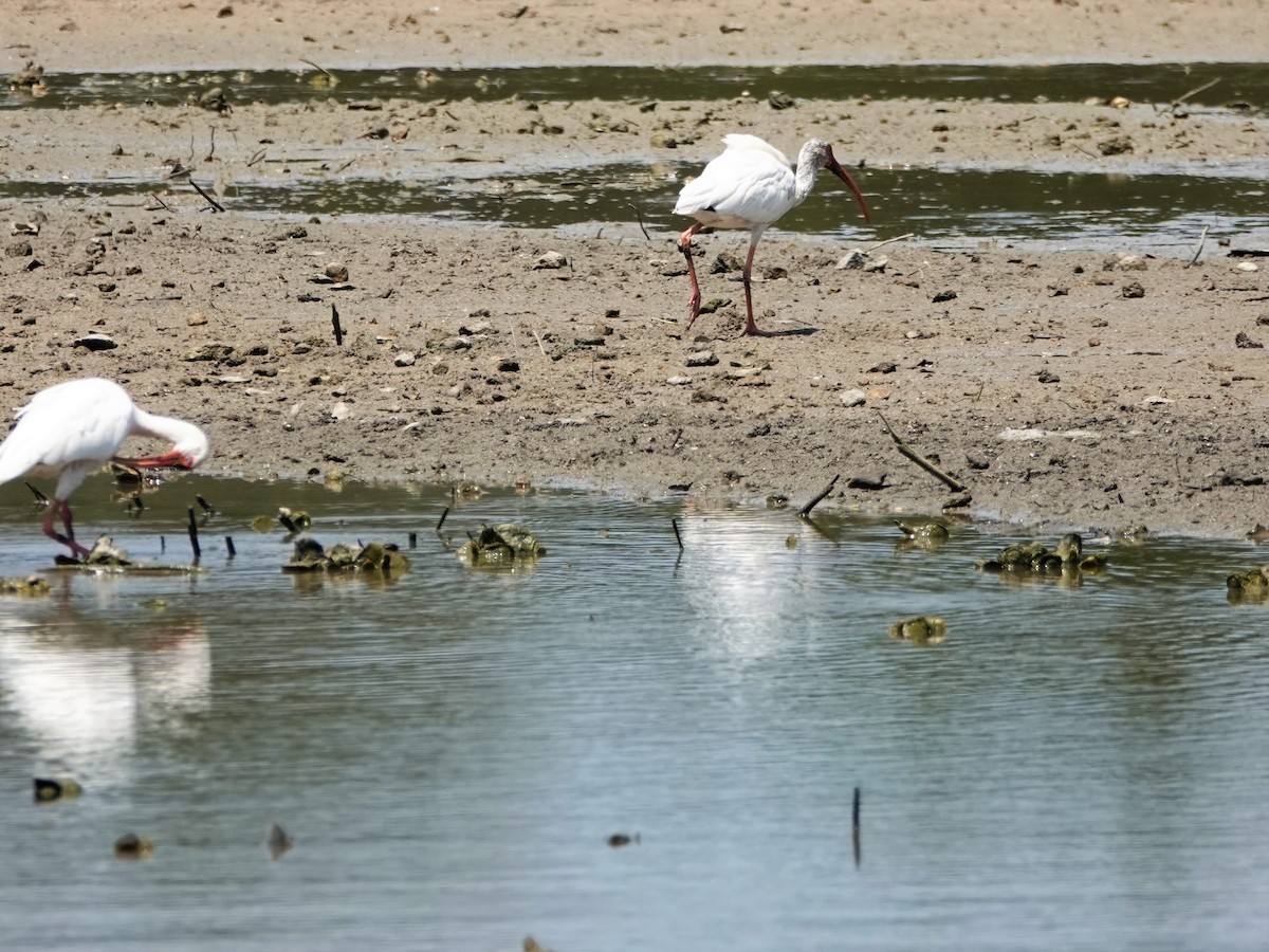 White Ibis - ML172314351