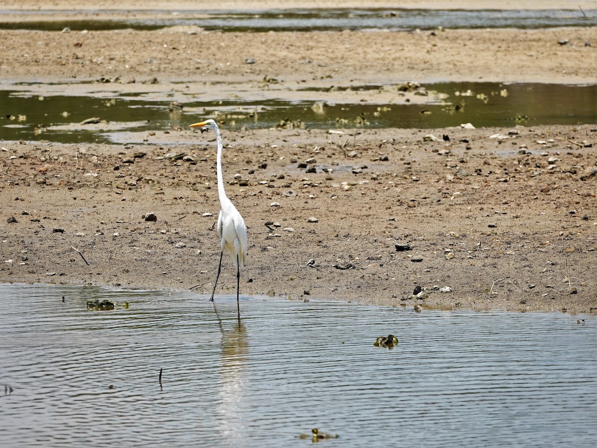 Great Egret - Mary Harrell