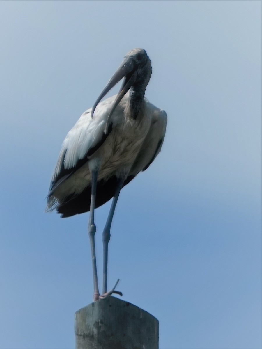 Wood Stork - ML172314961