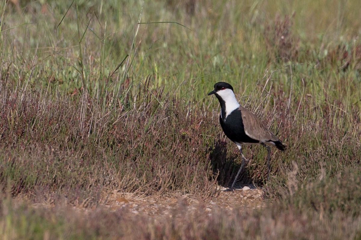 Spur-winged Lapwing - ML172315381