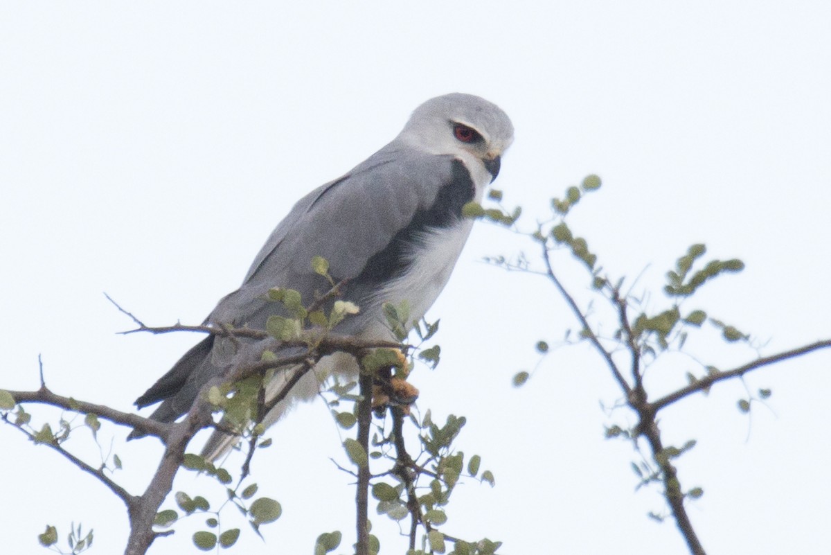 Black-winged Kite - ML172316001