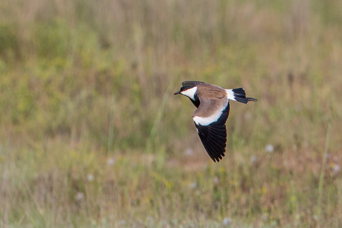 Spur-winged Lapwing - ML172316281