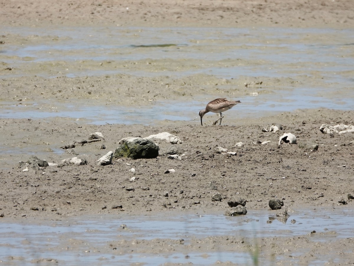 Whimbrel (Hudsonian) - Mary Harrell