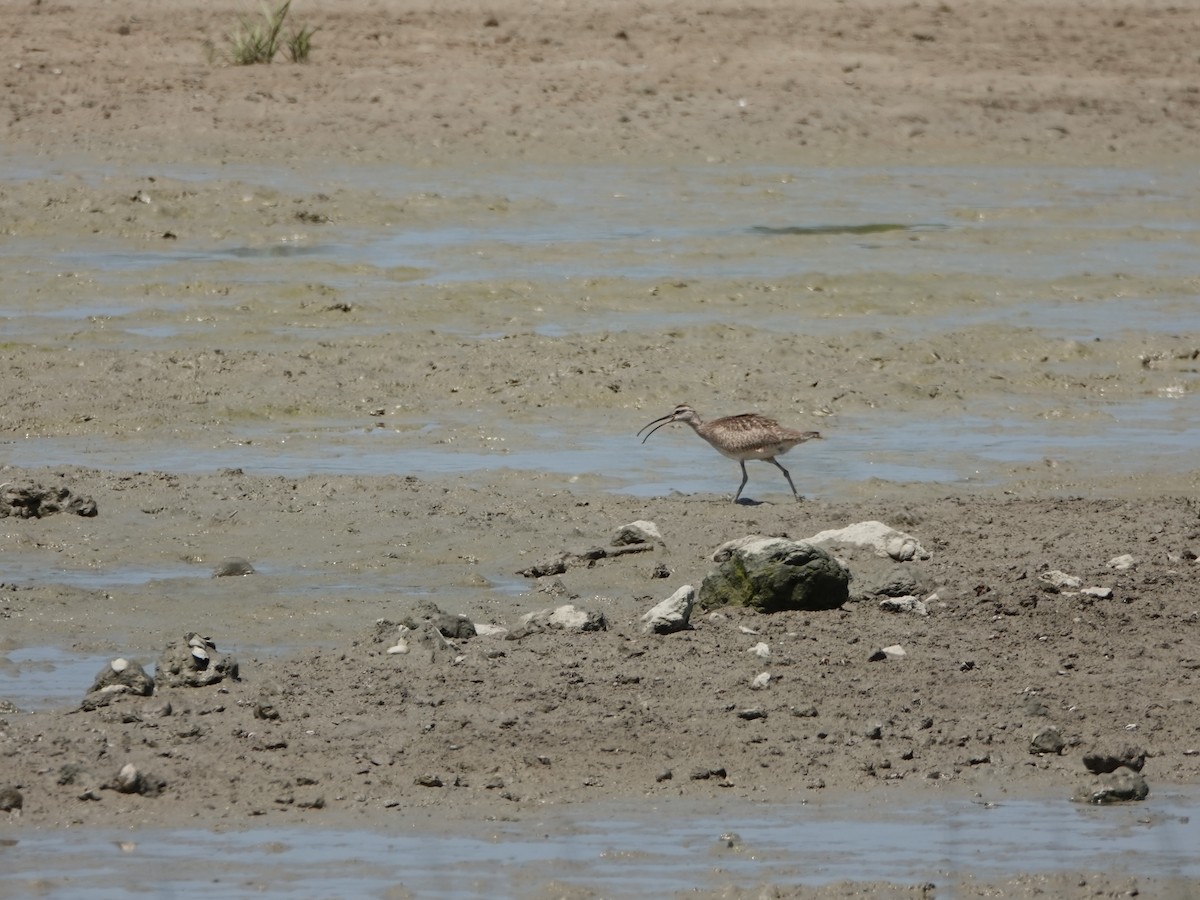 Zarapito Trinador (hudsonicus) - ML172316471