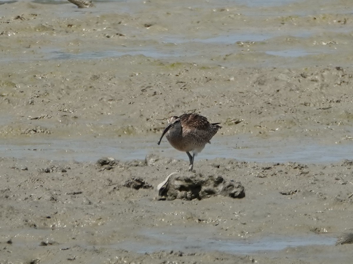 Whimbrel (Hudsonian) - Mary Harrell