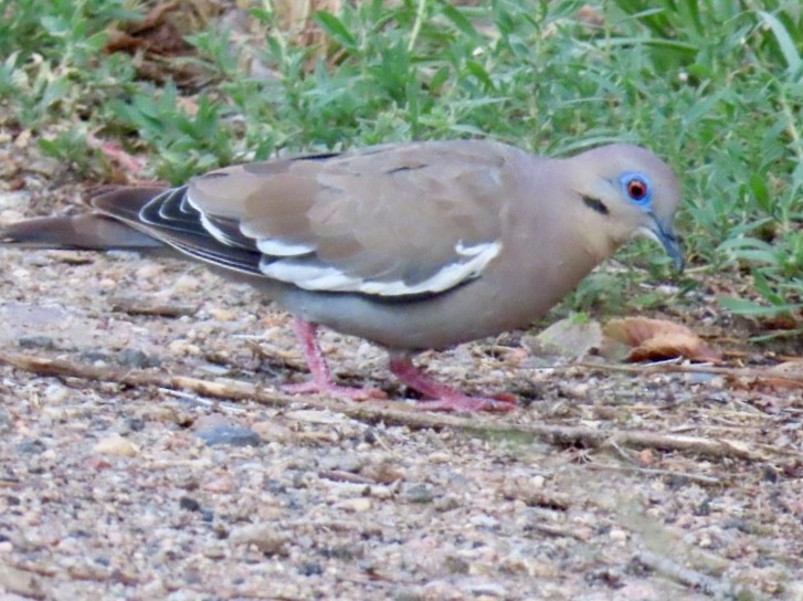 White-winged Dove - ML172316931