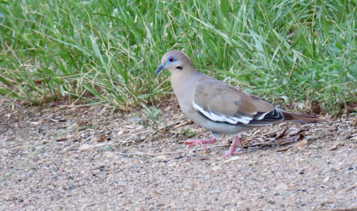 White-winged Dove - ML172316941