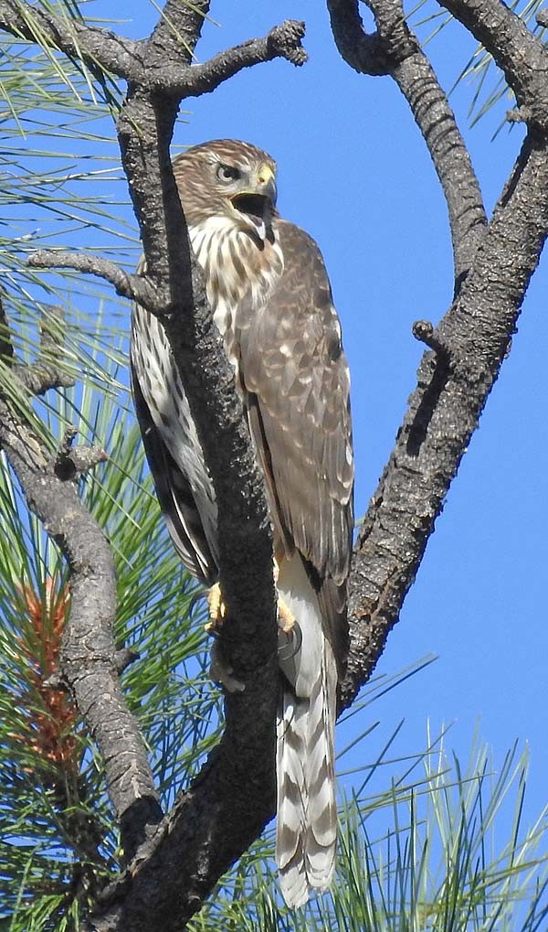 Cooper's Hawk - Cory Shaw