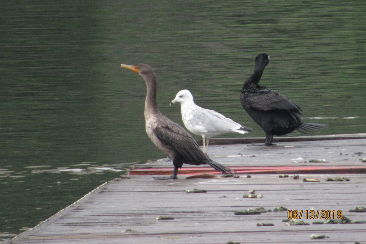 Double-crested Cormorant - ML172320021