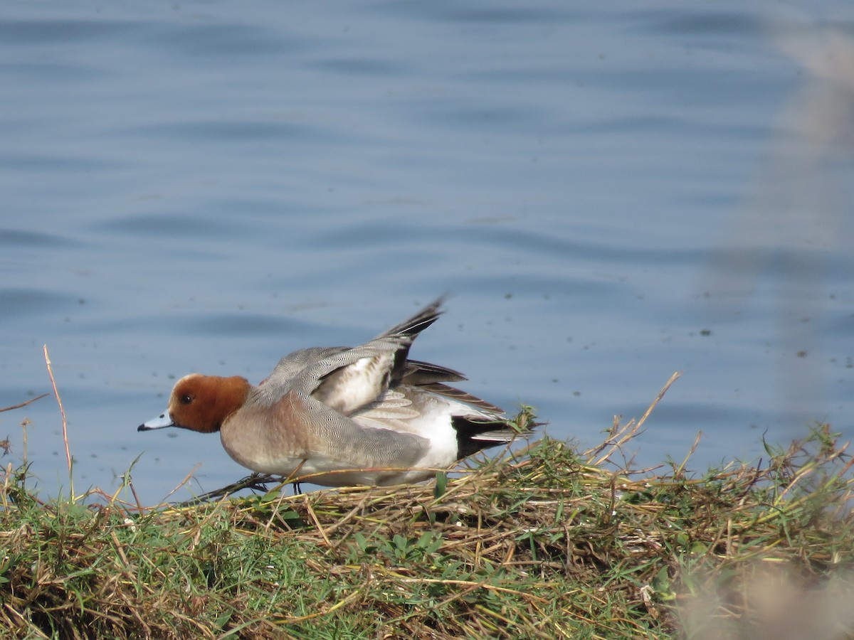 Eurasian Wigeon - 俞君 周