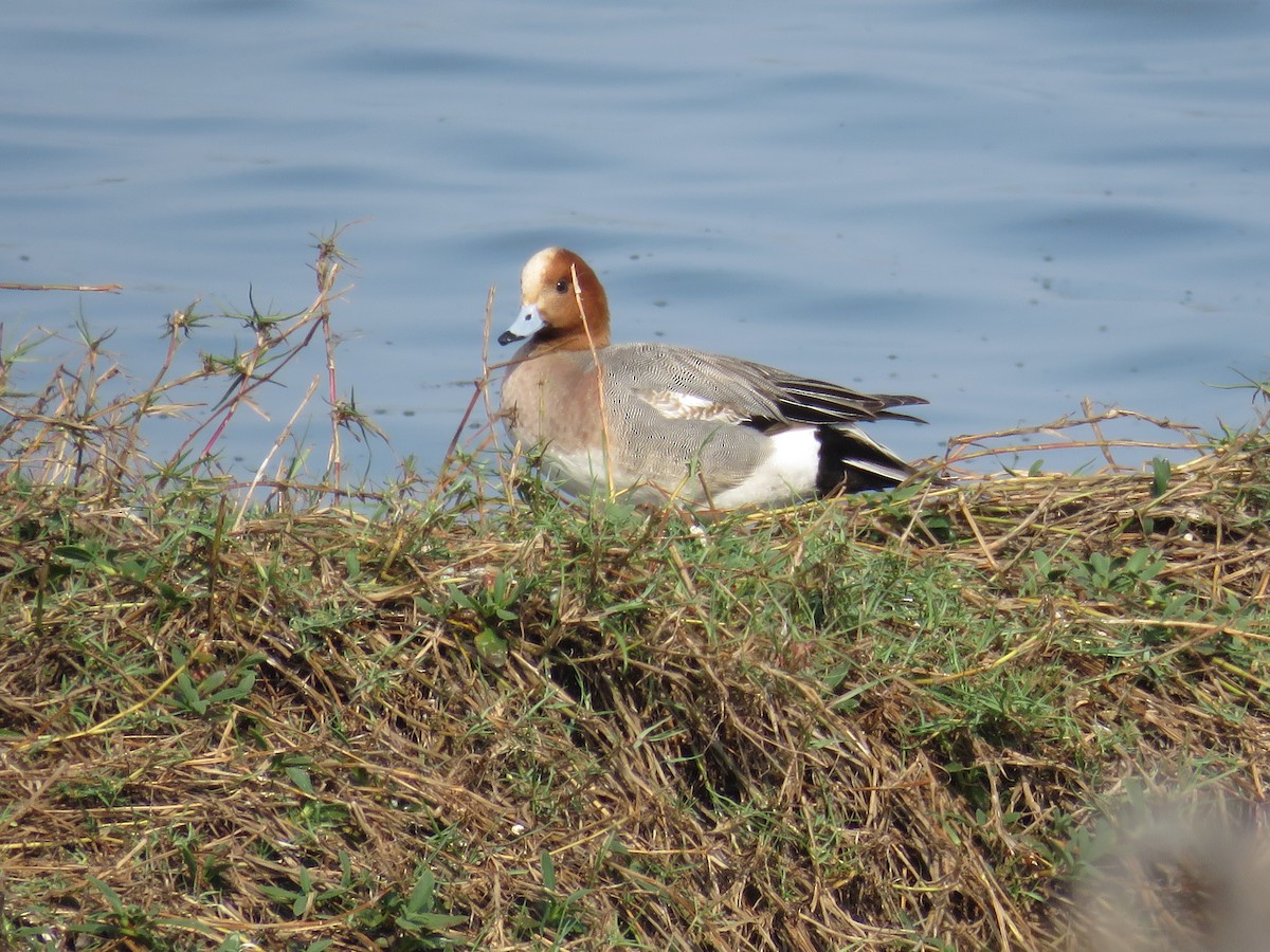 Eurasian Wigeon - 俞君 周