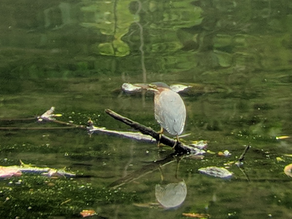 Green Heron - ML172321401