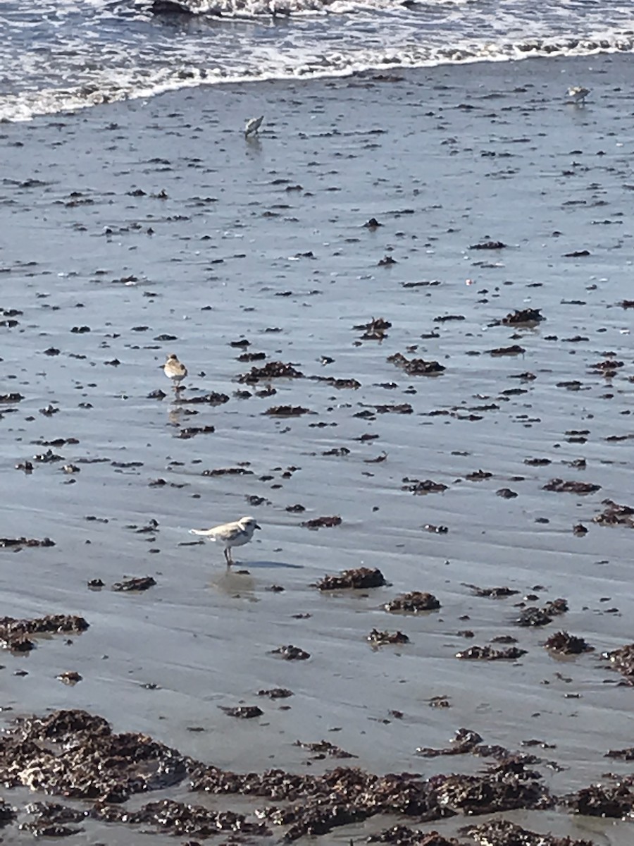 Piping Plover - ML172321801