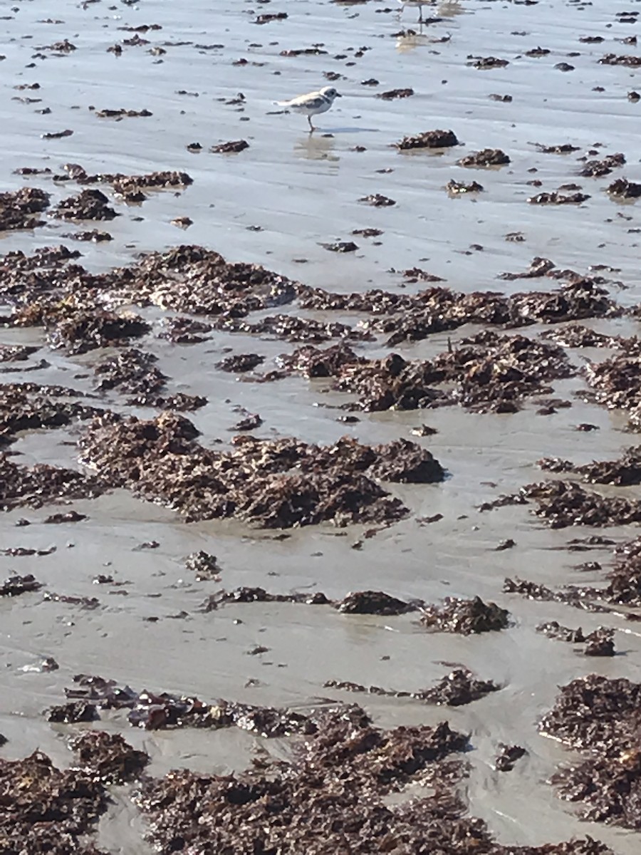 Piping Plover - ML172321821