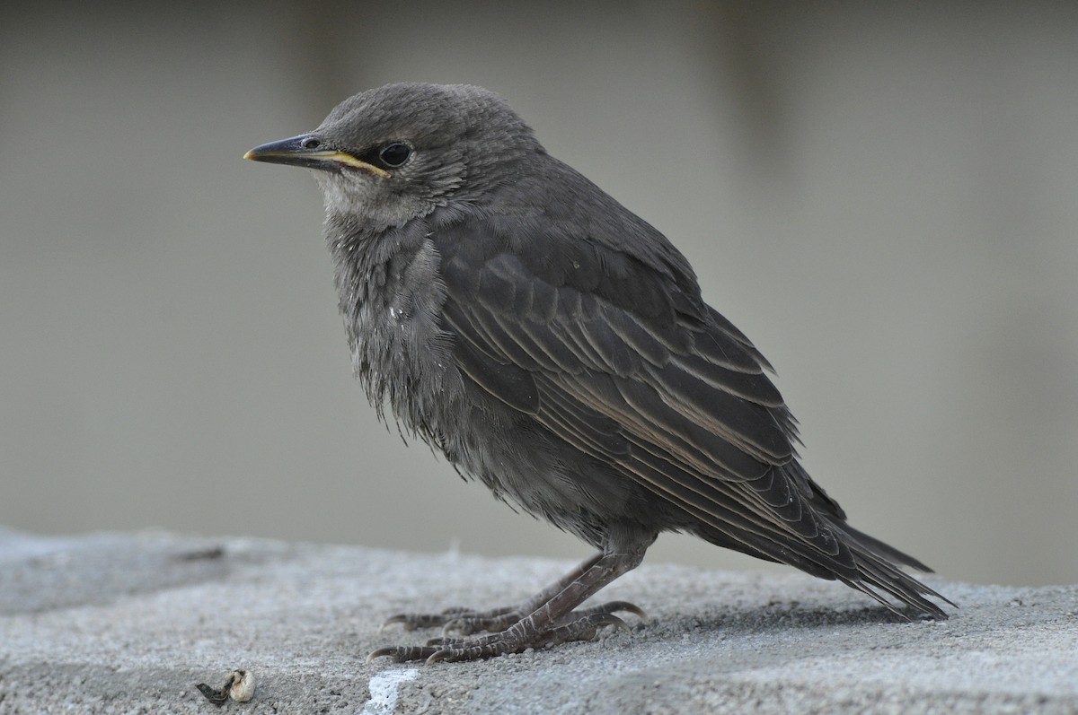 Spotless Starling - ML172322601