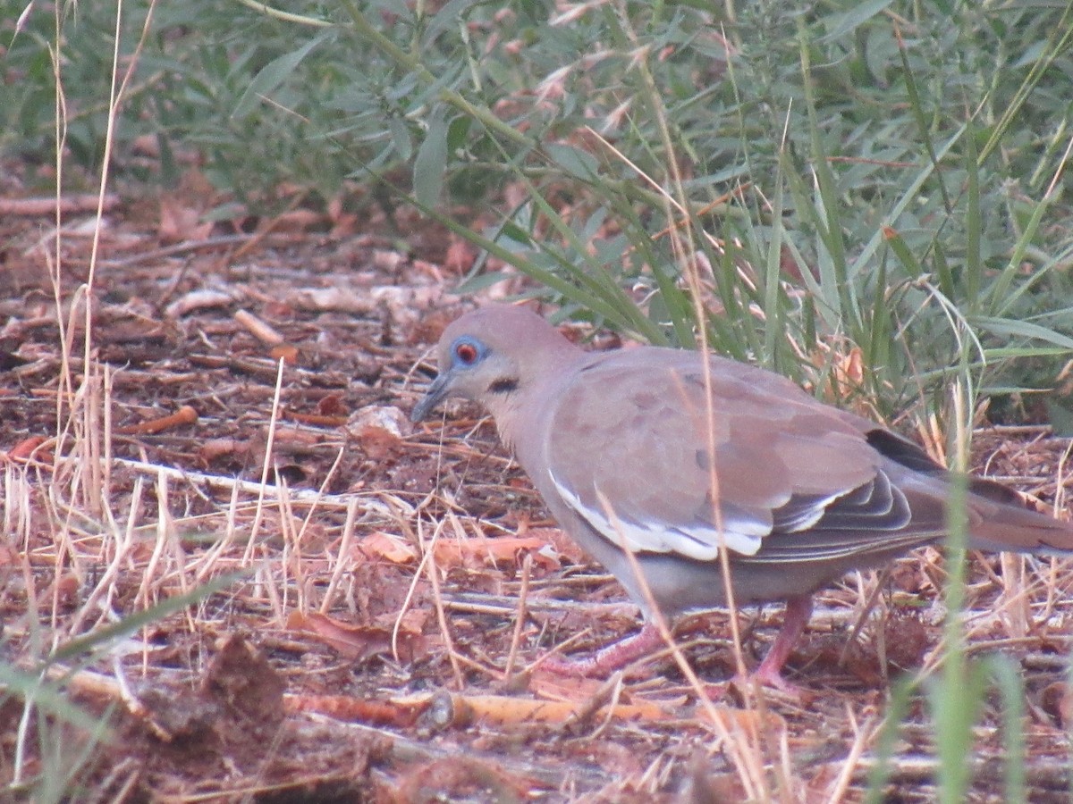 White-winged Dove - ML172322841