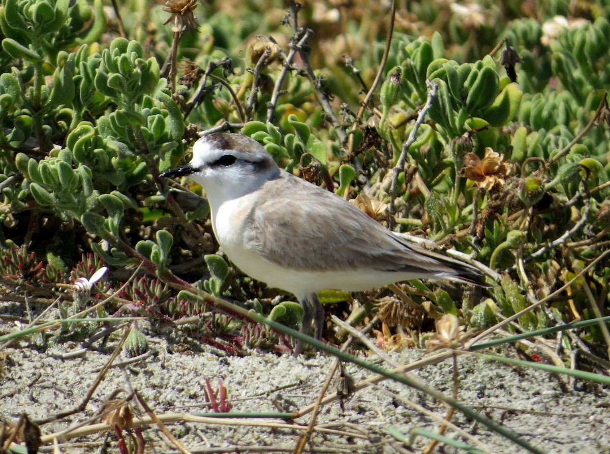 White-fronted Plover - ML172322891