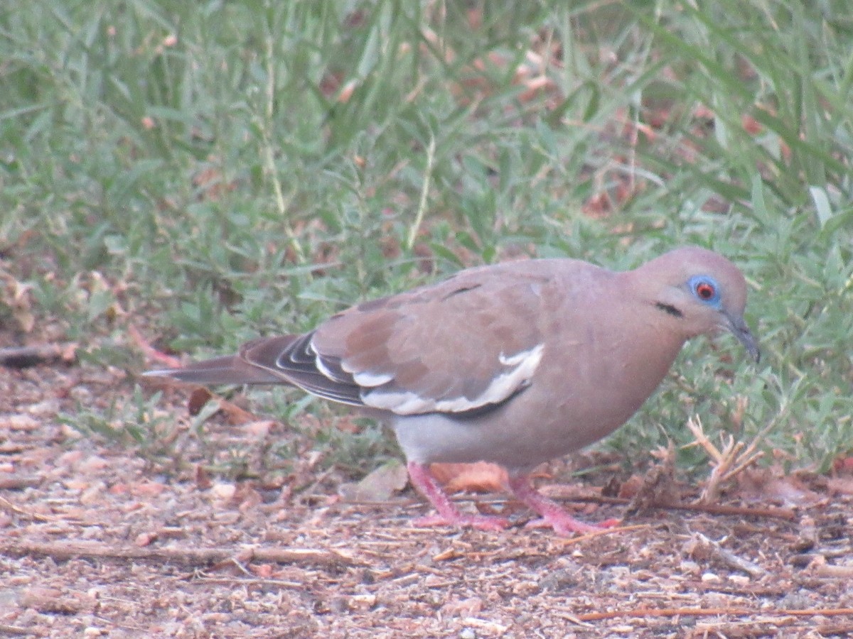 White-winged Dove - ML172322901