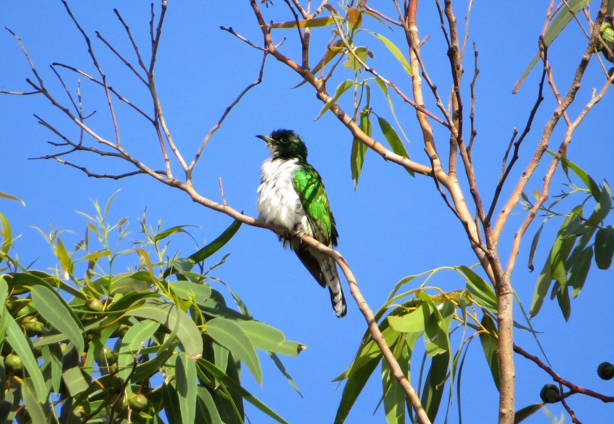 Klaas's Cuckoo - ML172323421