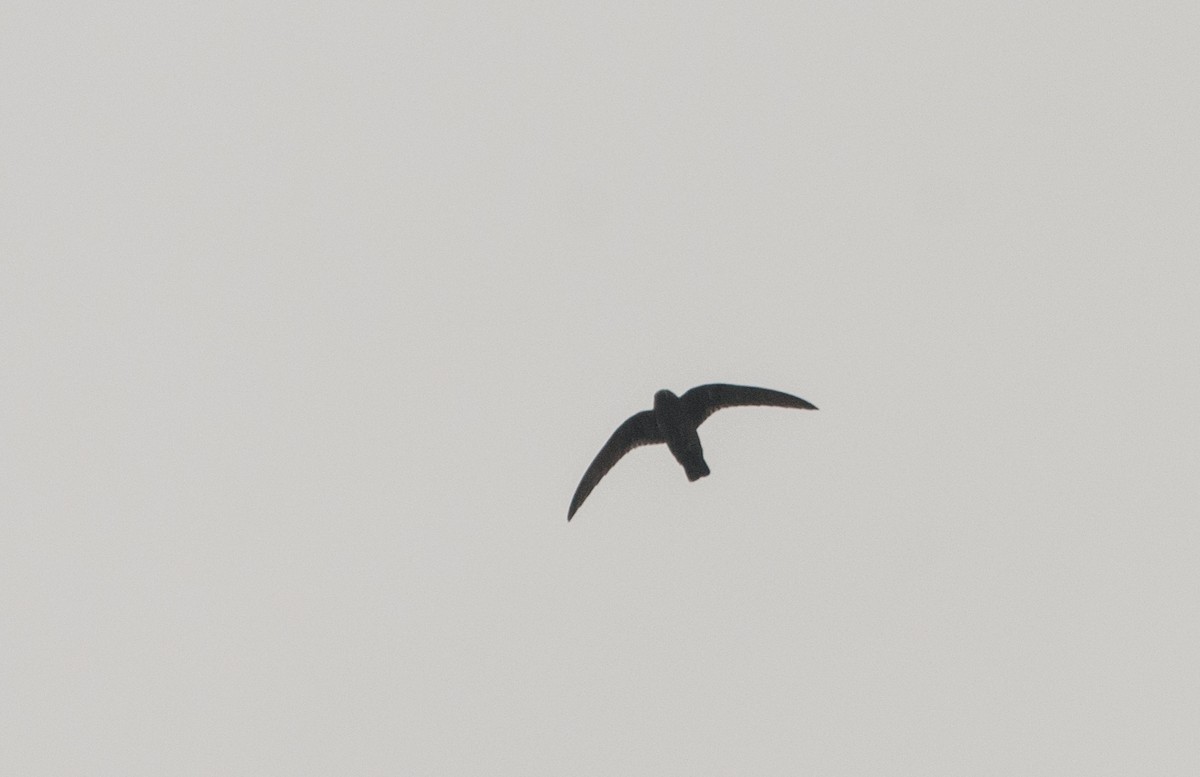 Black Swift - ML172323841