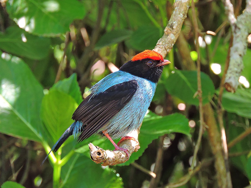 Swallow-tailed Manakin - ML172324801