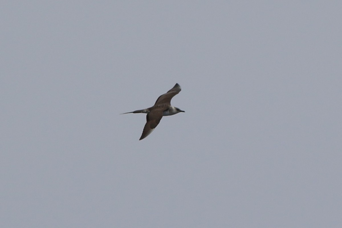 Long-tailed Jaeger - ML172326301