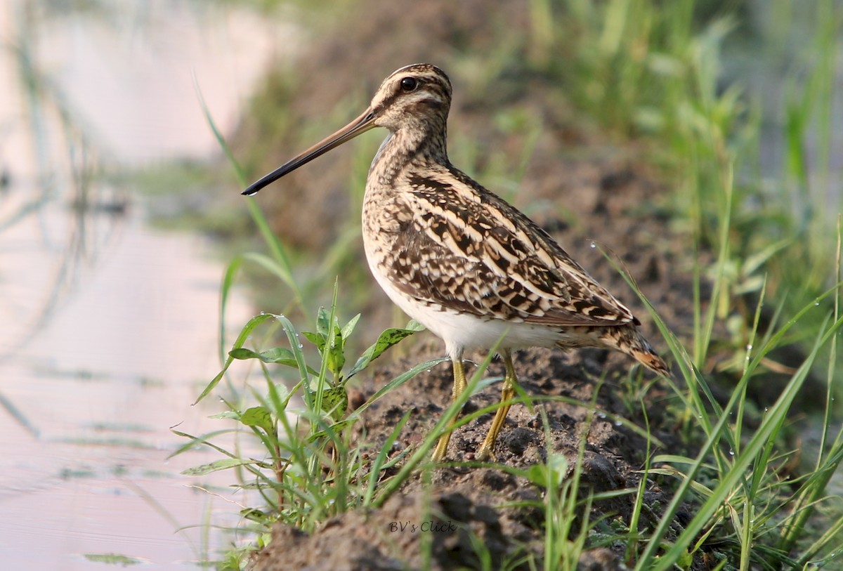 Common Snipe - ML172327001