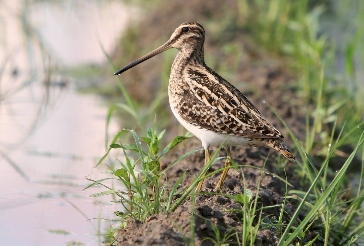 Common Snipe - ML172327011