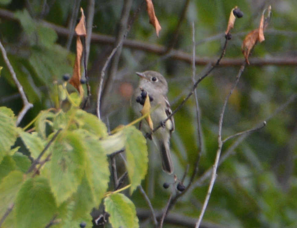 Least Flycatcher - ML172327941