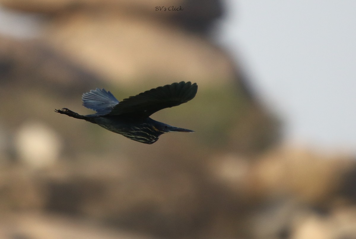 Black Bittern - Bhaarat Vyas