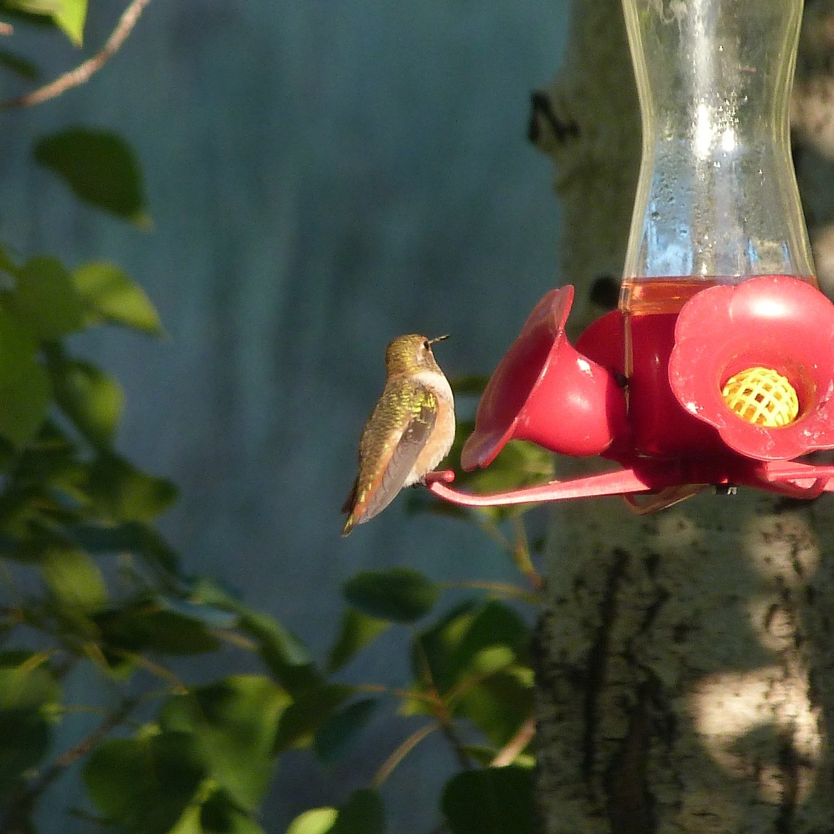 Rufous Hummingbird - ML172334361