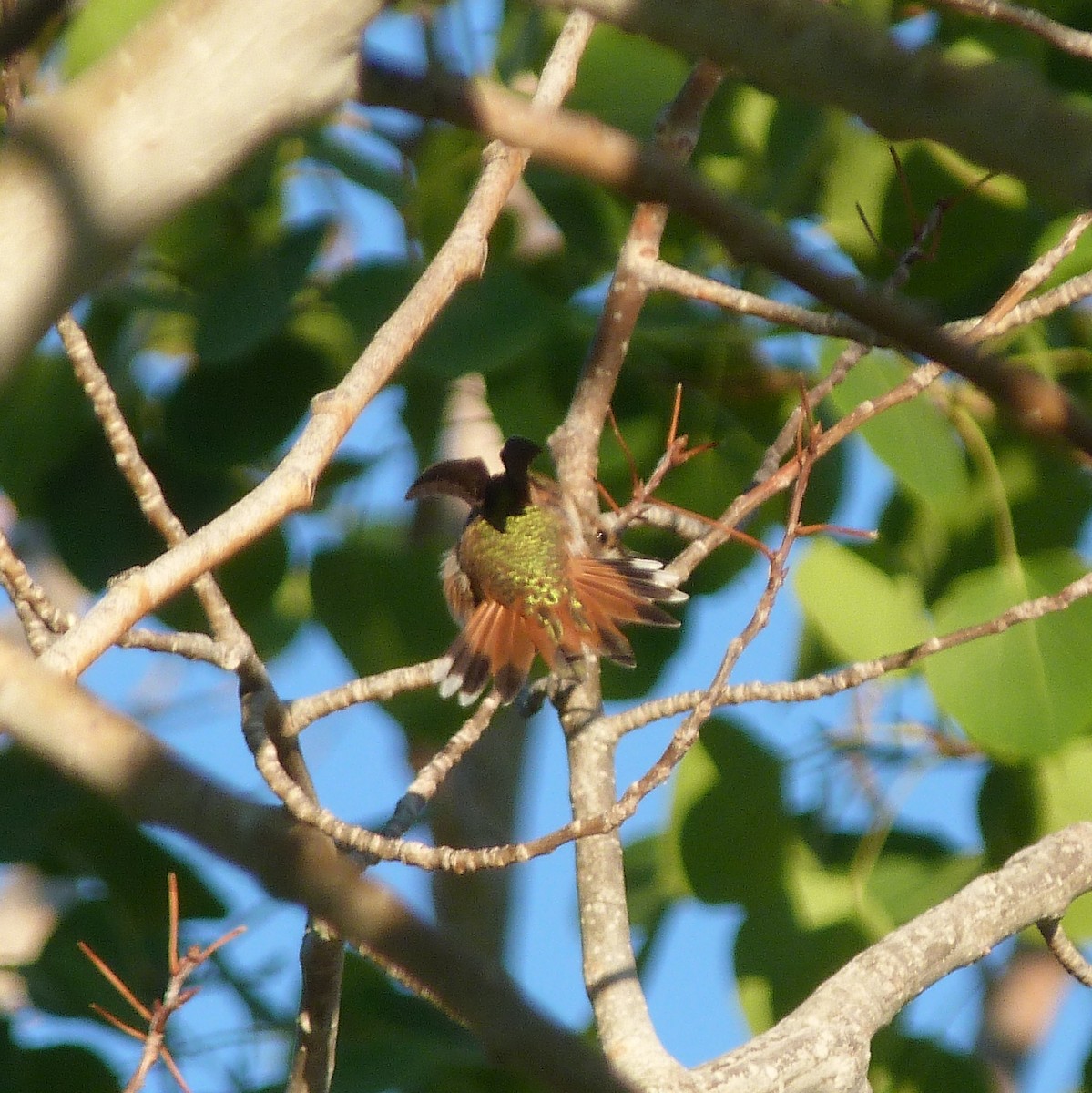 Rufous Hummingbird - ML172334461