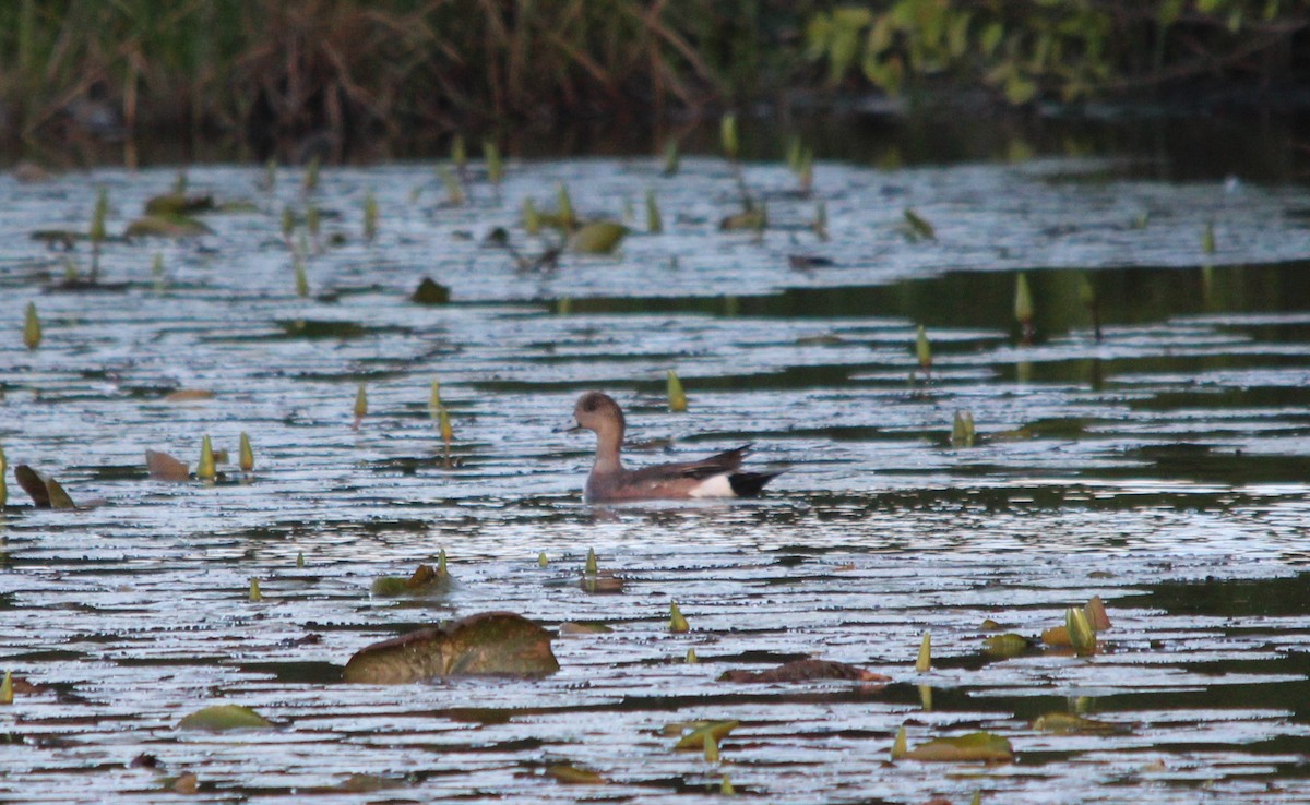 American Wigeon - ML172335031