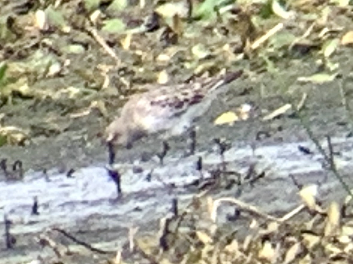 Baird's Sandpiper - ML172337361