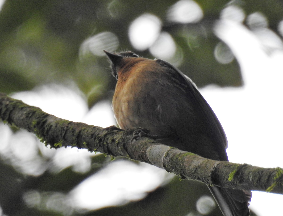 Black-goggled Tanager - ML172338021