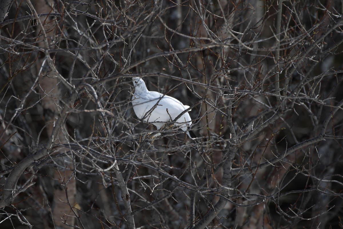 Цагаан ахууна - ML172342311