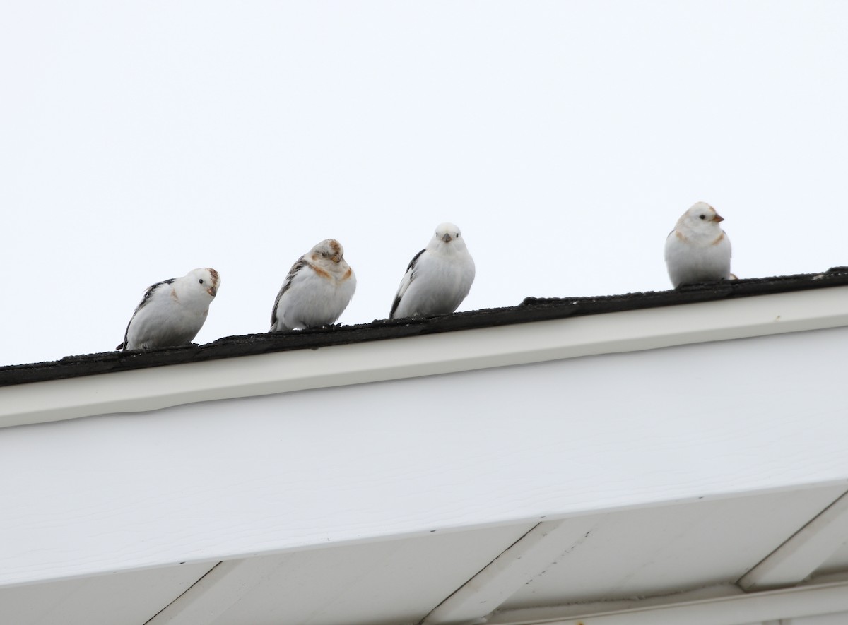 Snow Bunting - ML172342321