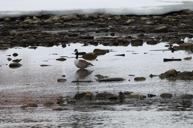 Канад галуу - ML172342401