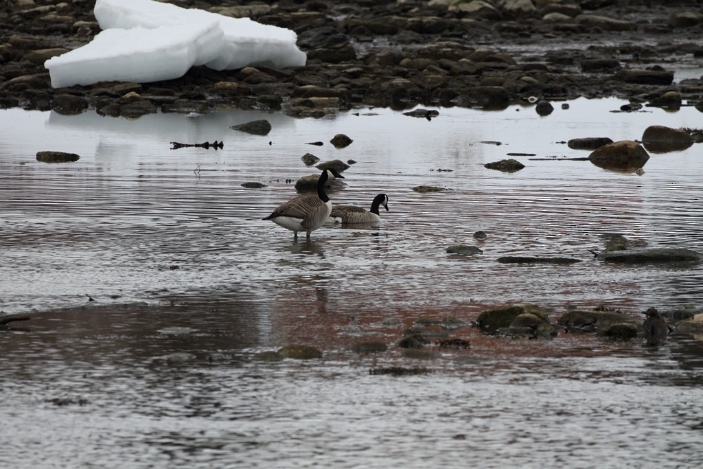 Канад галуу - ML172342411